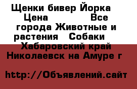 Щенки бивер Йорка  › Цена ­ 30 000 - Все города Животные и растения » Собаки   . Хабаровский край,Николаевск-на-Амуре г.